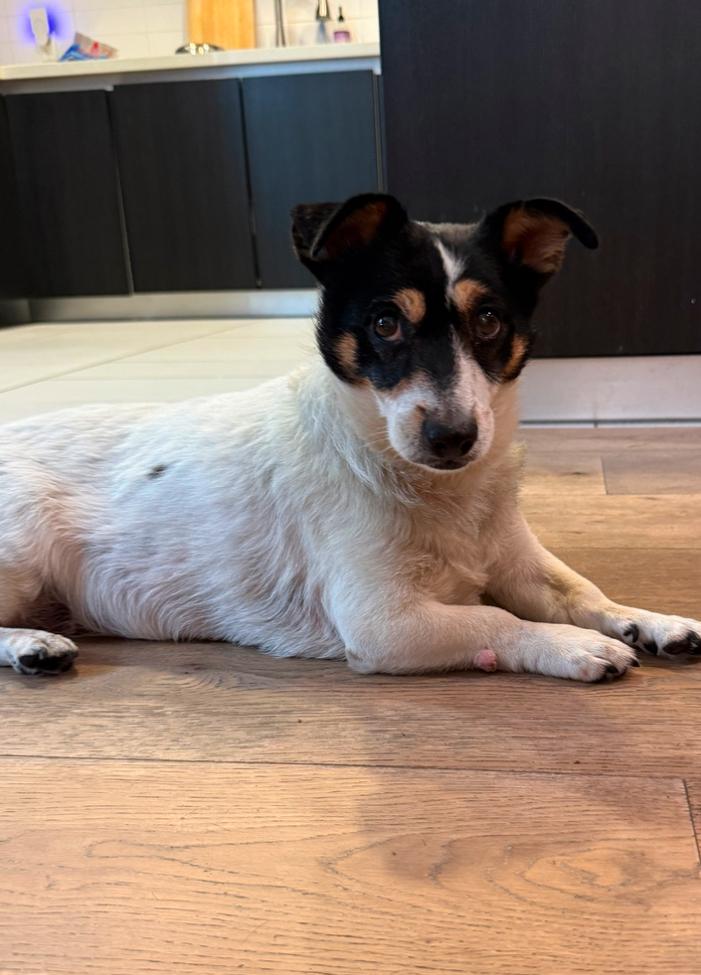 Enlarge Florence, a Adoptable mixed breed in Los Angeles, CA image 2/2
