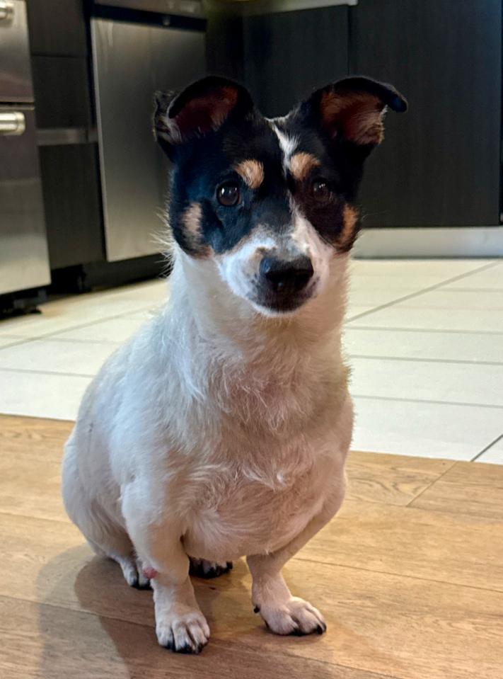 Enlarge Florence, a Adoptable mixed breed in Los Angeles, CA image 1/2