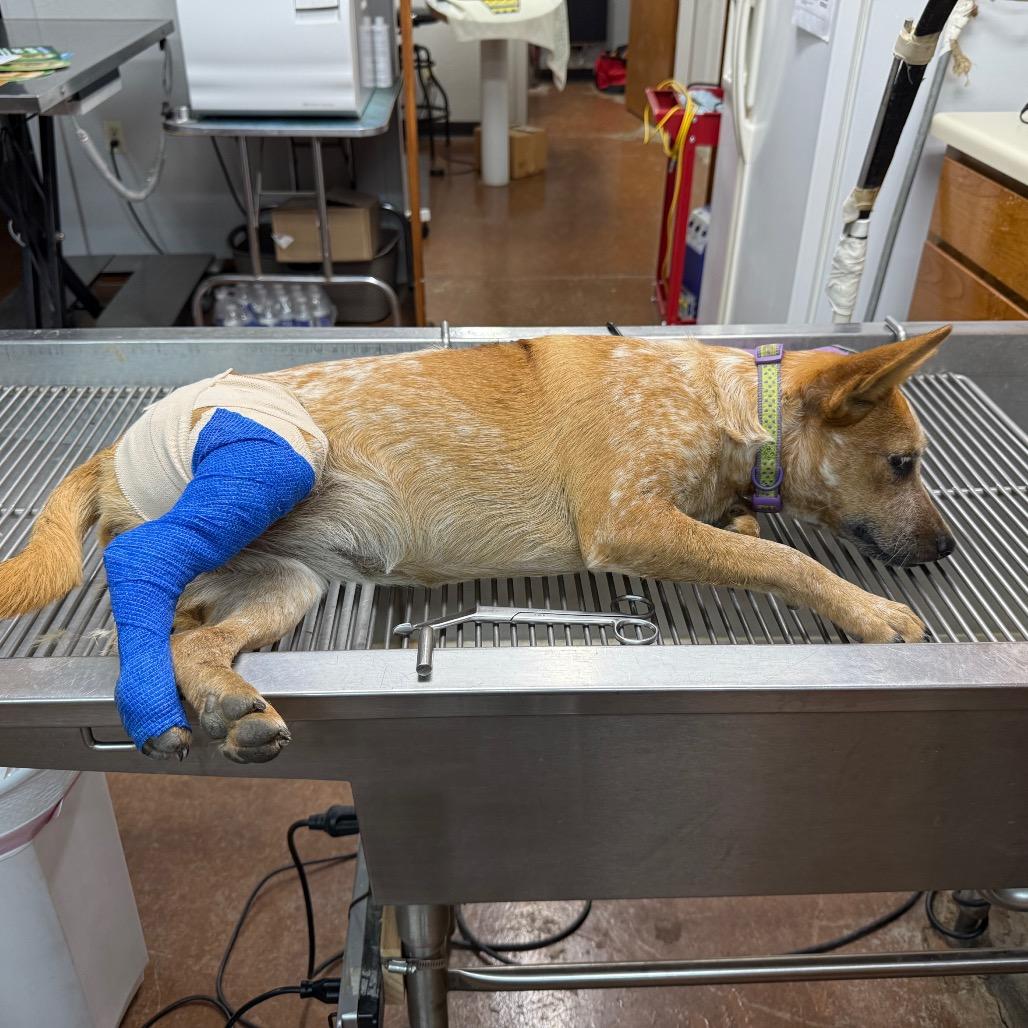 Enlarge Cricket, a Adoptable Cattle Dog in Ennis, TX image 2/2