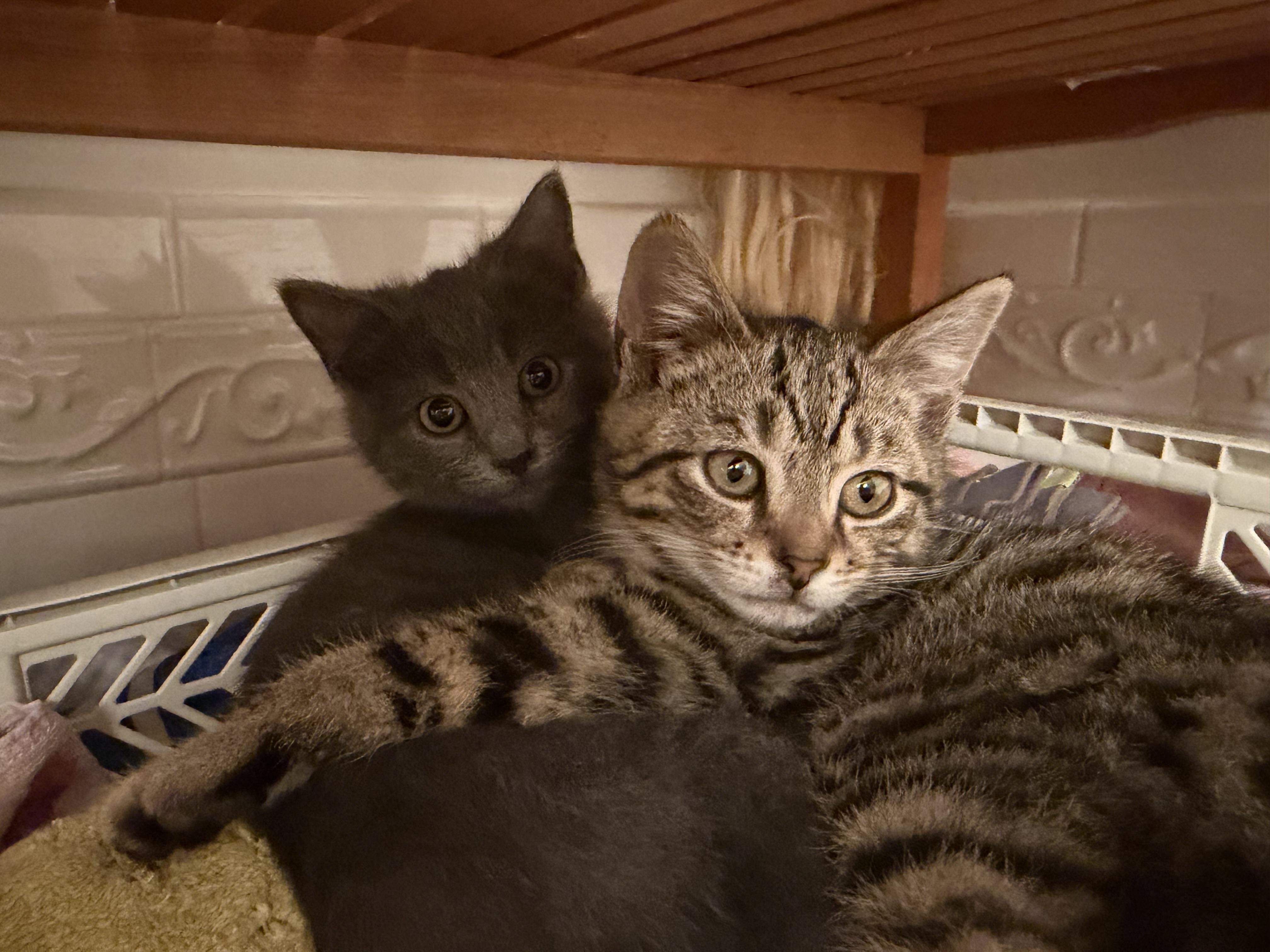 Enlarge Chi Chi, Venus, Churro & Rook, an adopted Domestic Short Hair in Leesburg, VA image 1/5