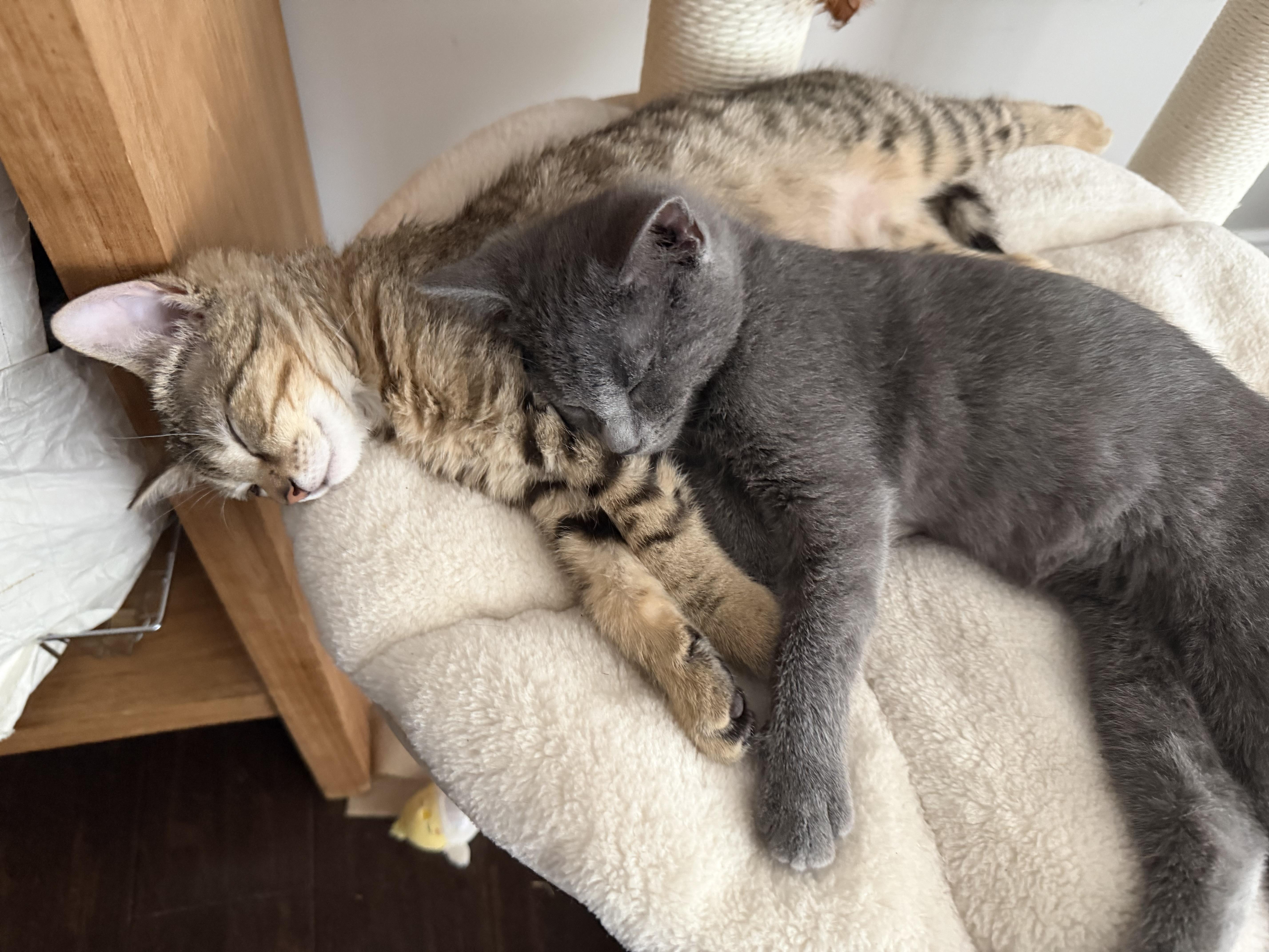 Enlarge Chi Chi, Venus, Churro & Rook, an adopted Domestic Short Hair in Leesburg, VA image 2/5