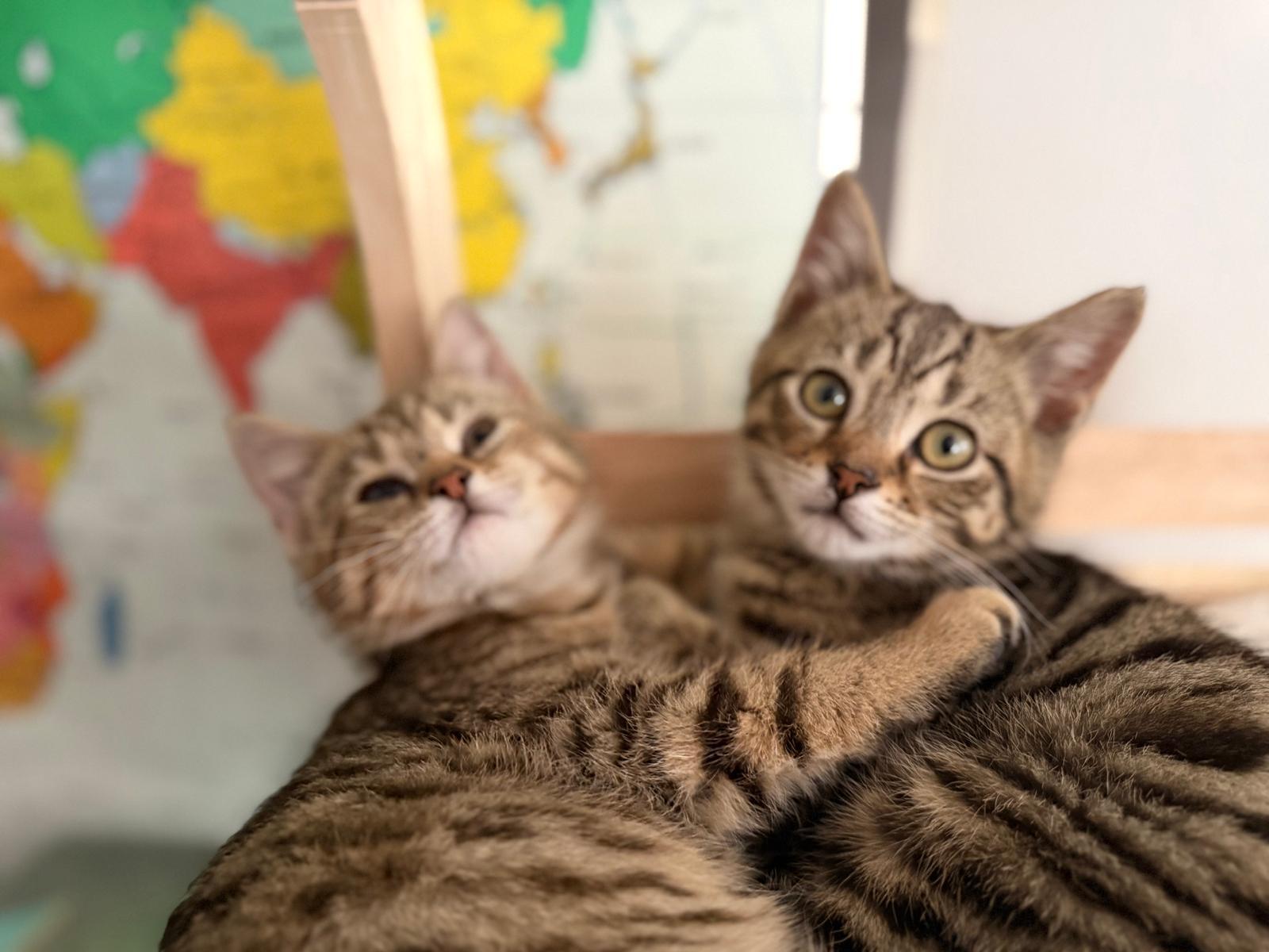 Venus, Chi Chi, Churro, and Rook, ADOPTABLE, Kitten Female Domestic Short Hair.