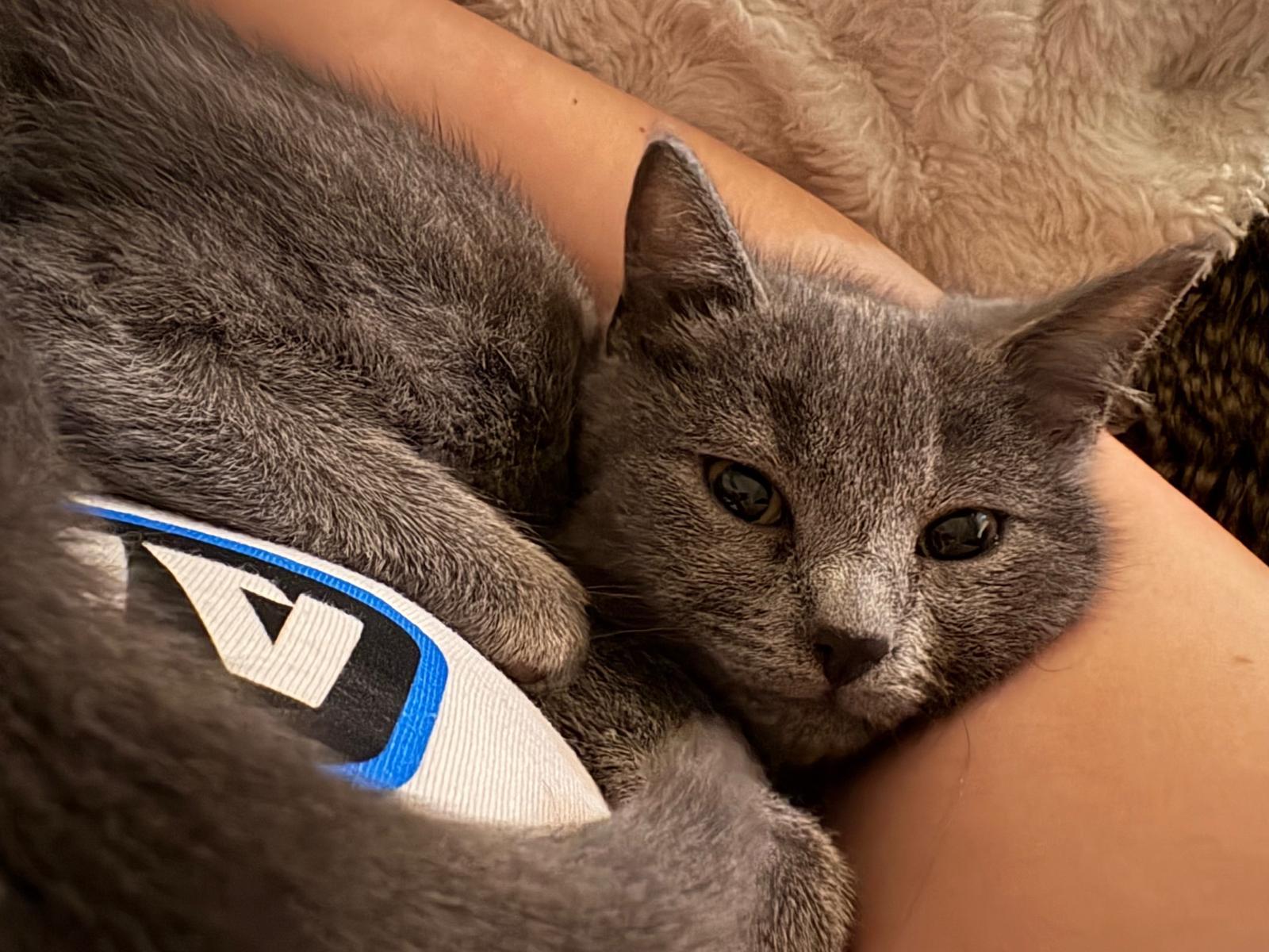 Enlarge Chi Chi, Venus, Churro & Rook, an adopted Domestic Short Hair in Leesburg, VA image 3/5