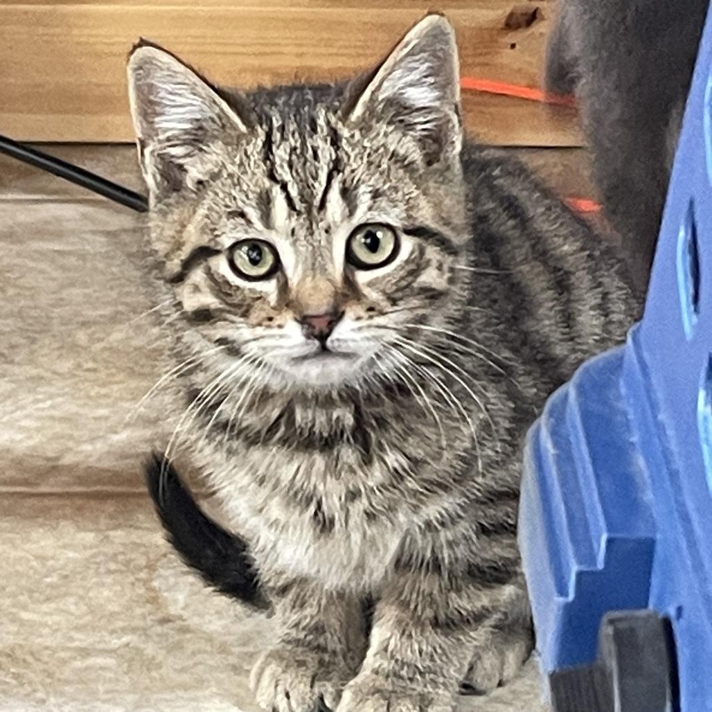 Enlarge Chi Chi, Venus, Churro & Rook, an adopted Domestic Short Hair in Leesburg, VA image 4/5