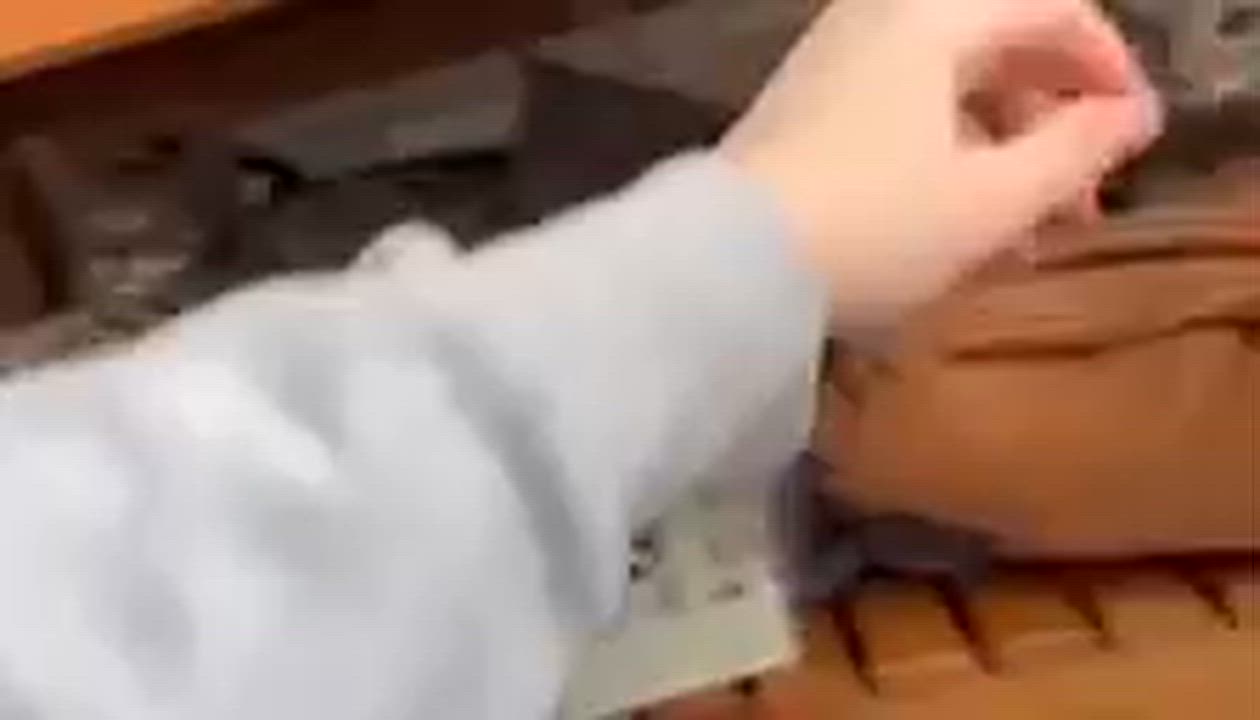 Enlarge Chi Chi, Venus, Churro & Rook, an adopted Domestic Short Hair in Leesburg, VA video 5/5