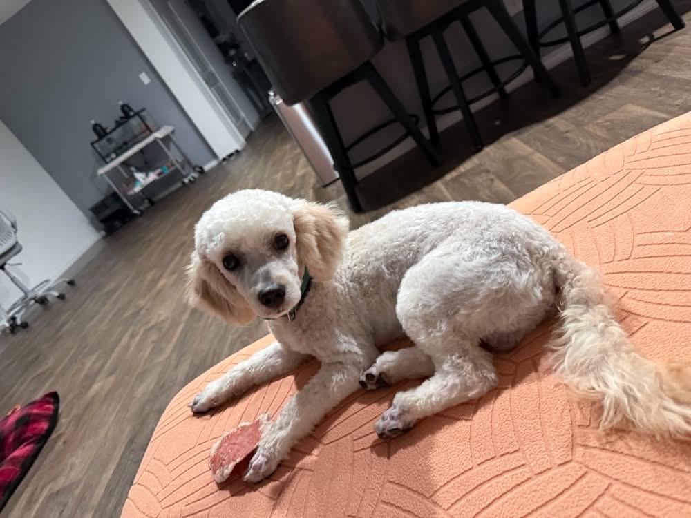 Louis, Adoptable, Young Male Miniature Poodle.
