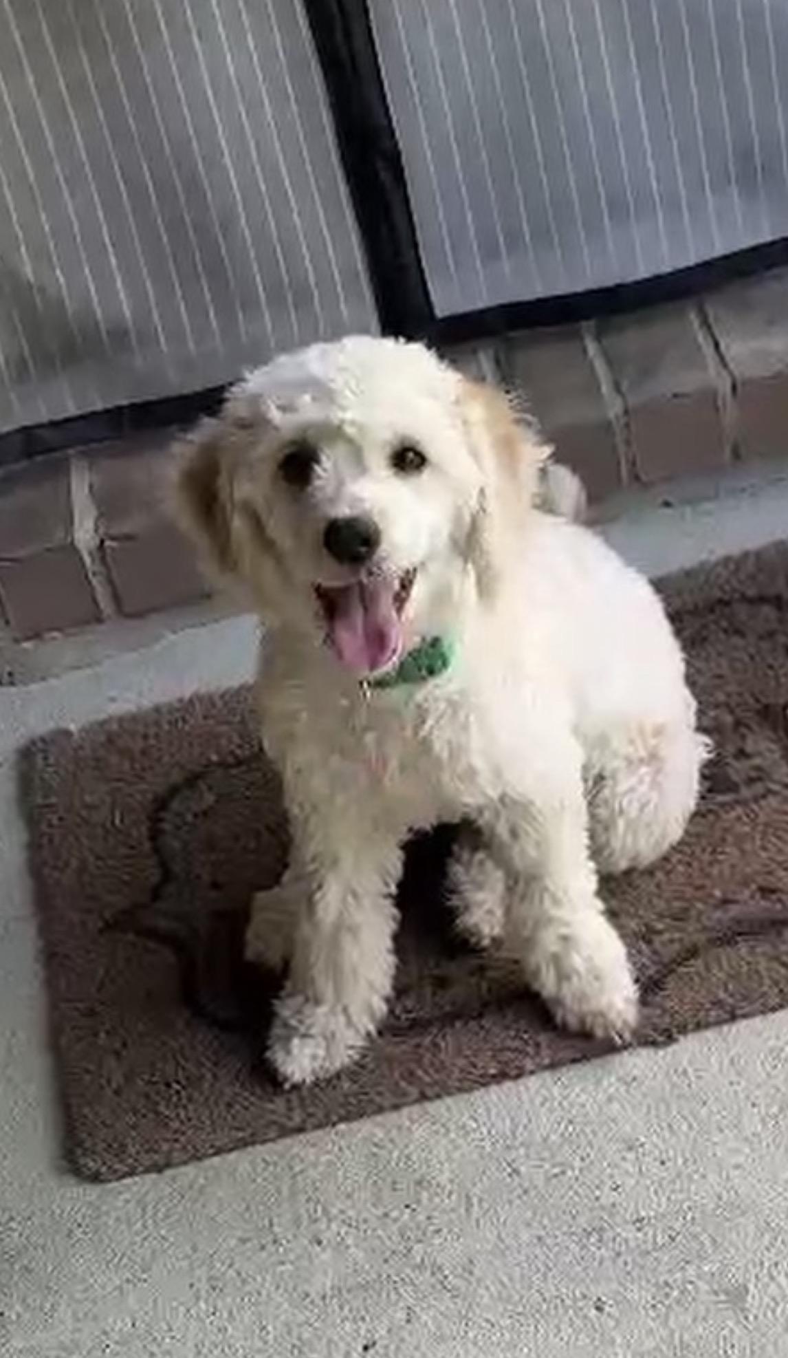 Enlarge Louis, a Adoption Pending Miniature Poodle in conroe, TX image 4/6