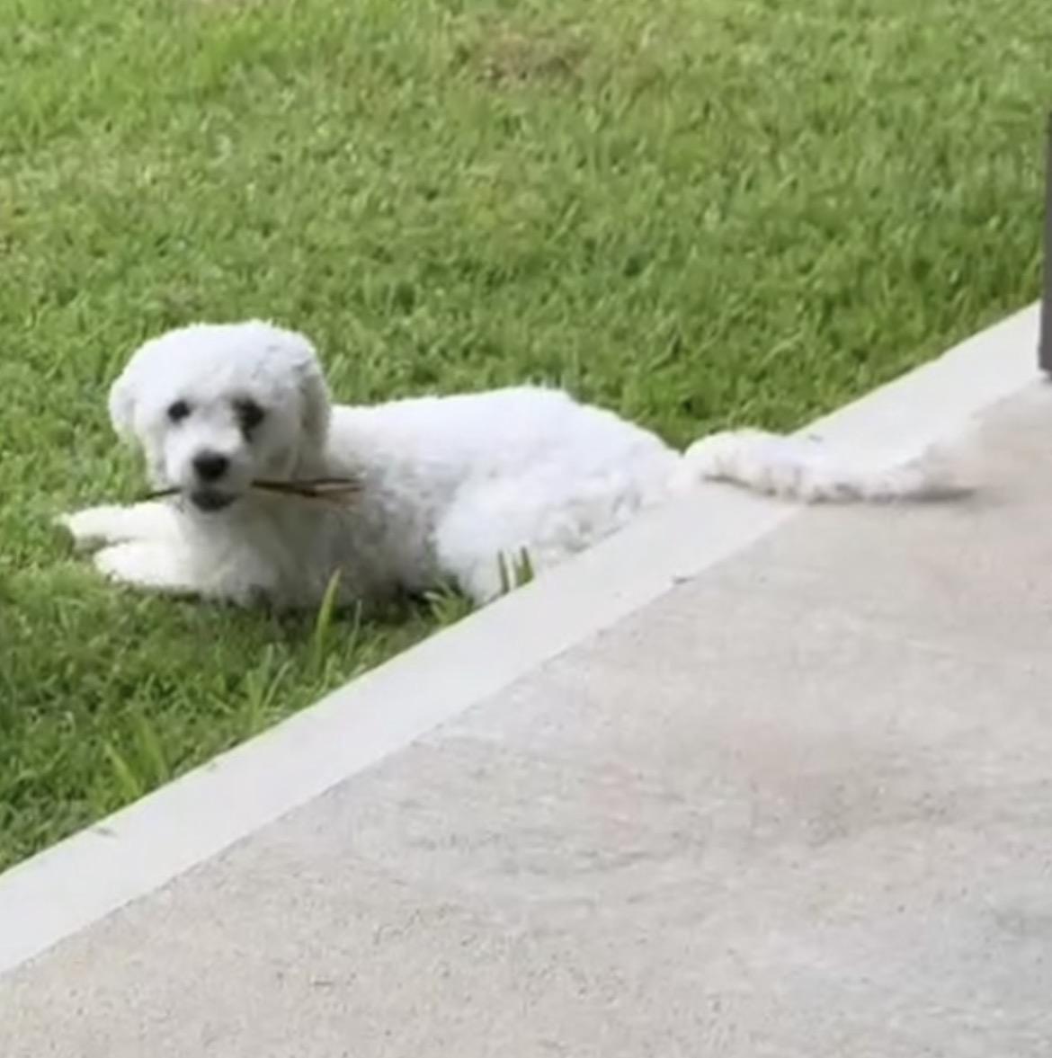 Enlarge Louis, a Adoption Pending Miniature Poodle in conroe, TX image 3/6