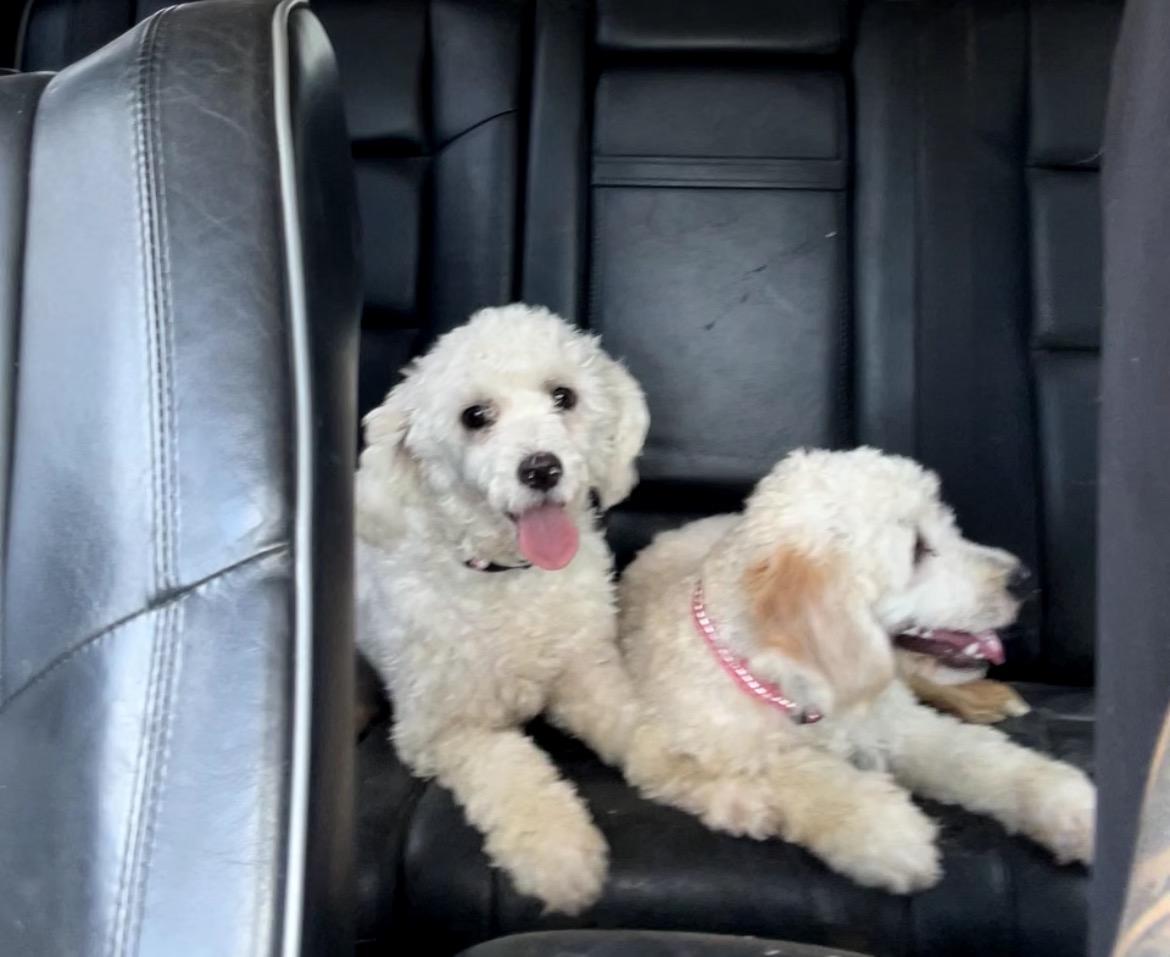 Enlarge Louis, a Adoption Pending Miniature Poodle in conroe, TX image 6/6