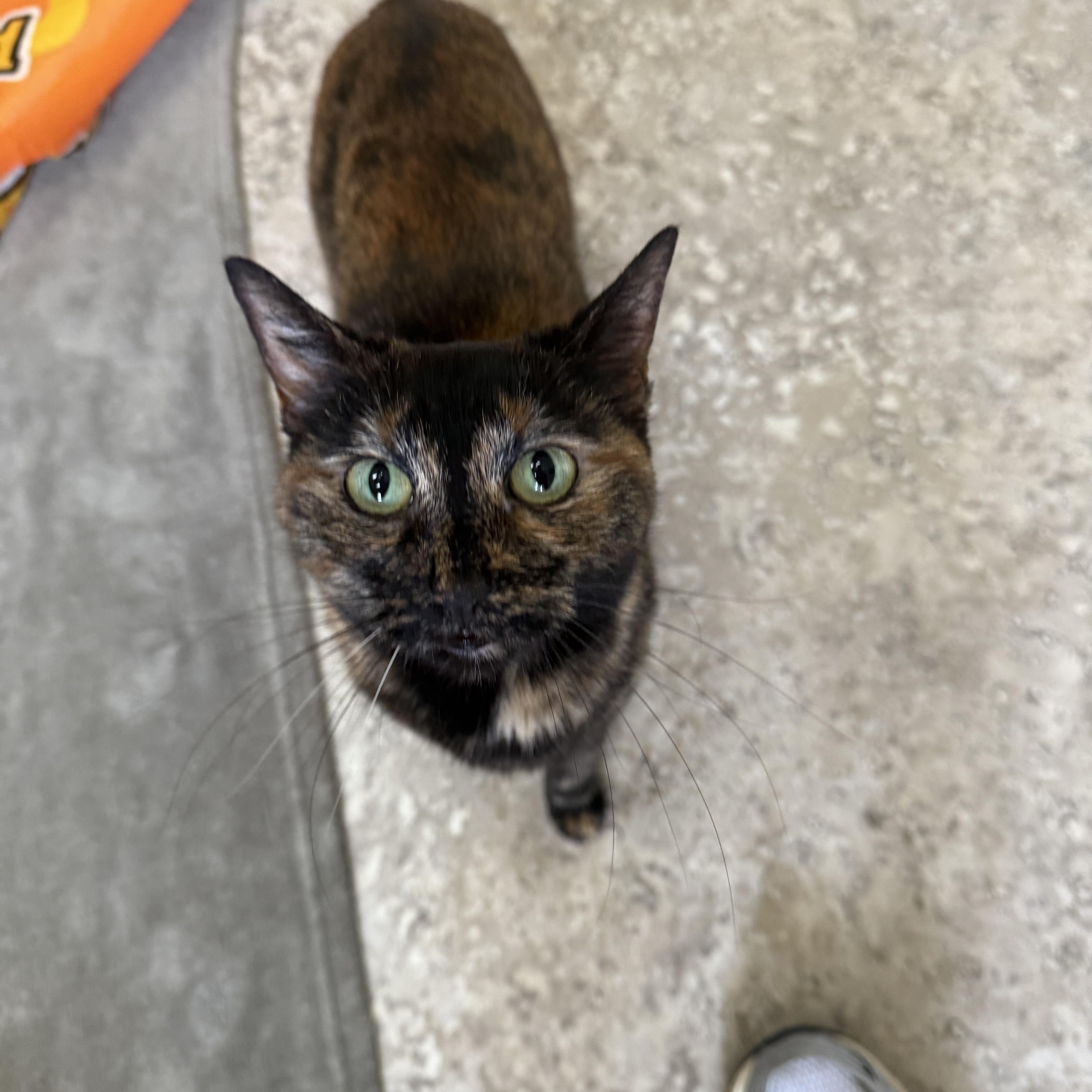 Enlarge Isla, a ADOPTABLE Domestic Short Hair in Hendersonville, TN image 1/1