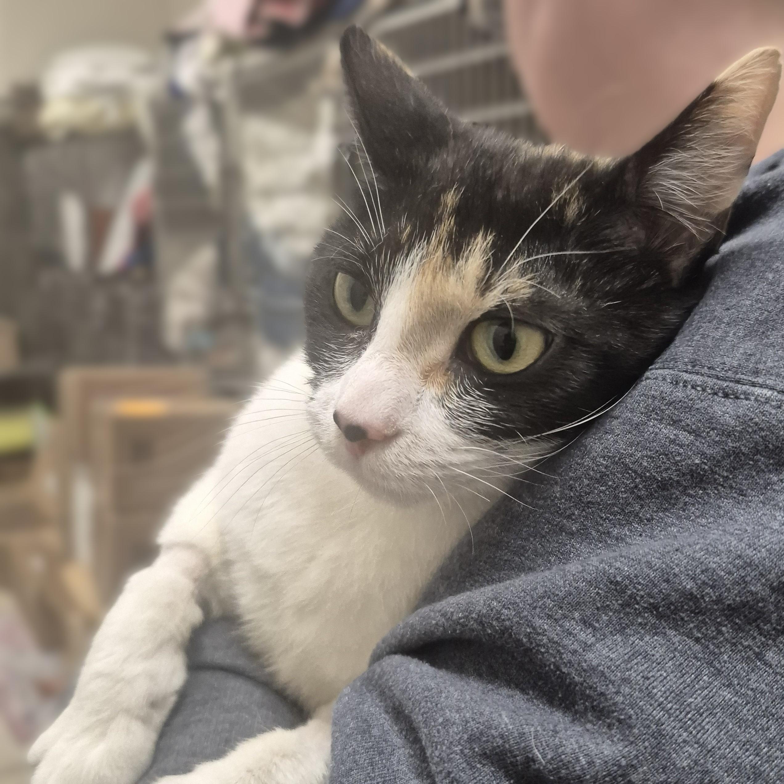 Enlarge Nodd -- MEET ME AT CRABAPPLE KNOLL VET CLINIC, an adopted Domestic Short Hair in Alpharetta, GA image 5/6