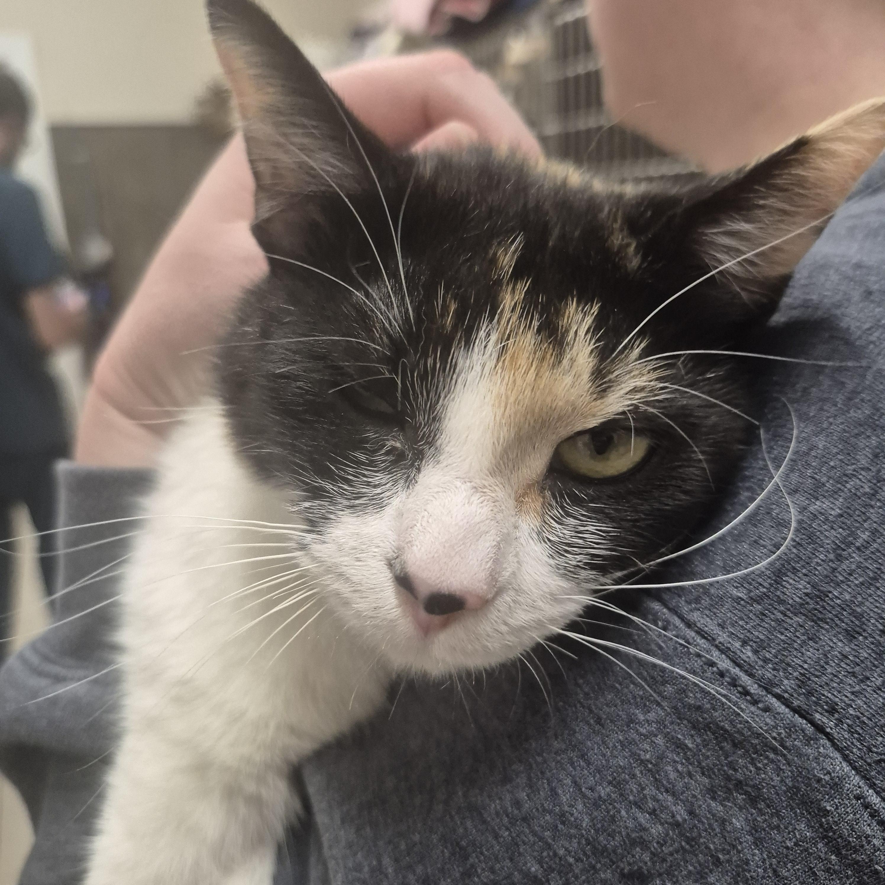 Enlarge Nodd -- MEET ME AT CRABAPPLE KNOLL VET CLINIC, an adopted Domestic Short Hair in Alpharetta, GA image 2/6