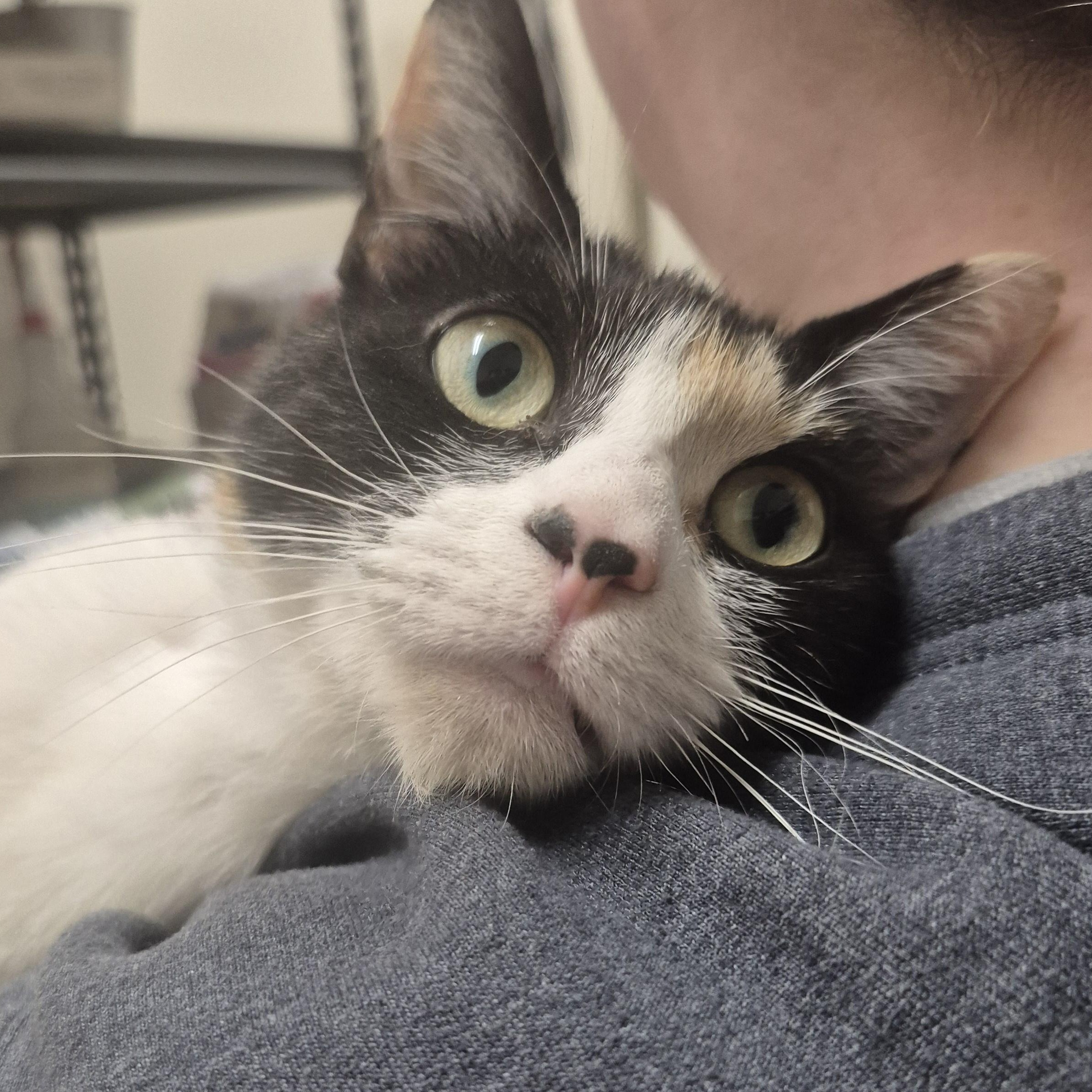 Enlarge Nodd -- MEET ME AT CRABAPPLE KNOLL VET CLINIC, an adopted Domestic Short Hair in Alpharetta, GA image 1/6