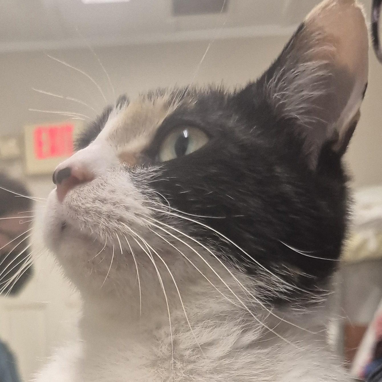Enlarge Nodd -- MEET ME AT CRABAPPLE KNOLL VET CLINIC, an adopted Domestic Short Hair in Alpharetta, GA image 3/6