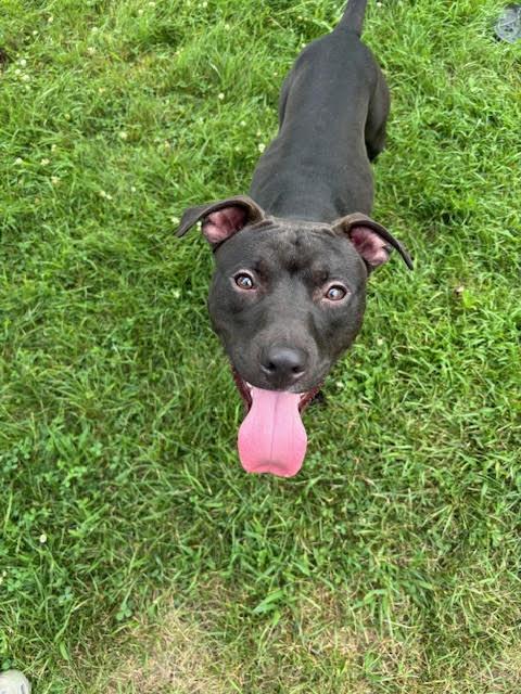 Wally, Adoptable, Young Male American Staffordshire Terrier.