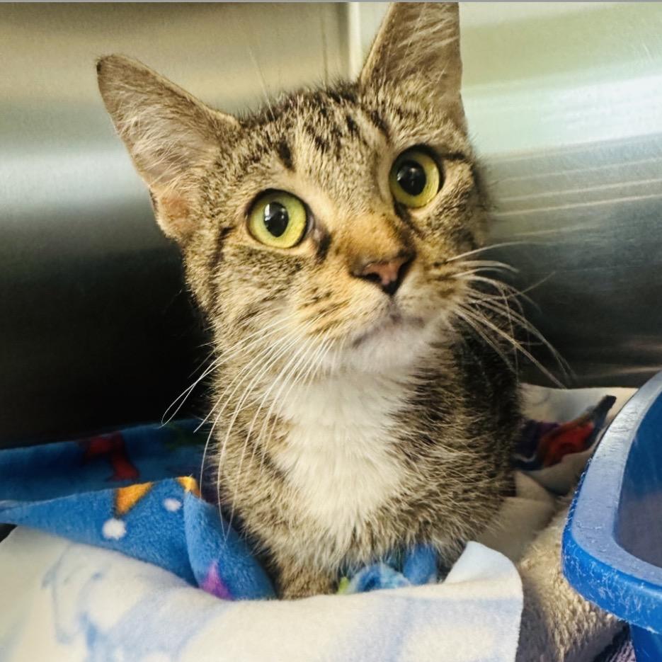 Rowena, Adoptable, Adult Female Domestic Short Hair.