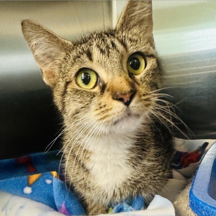 Rowena, a Adoptable Domestic Short Hair in Columbia Station, OH image 2/2