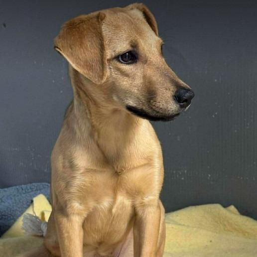 Enlarge Farrah, a Adoptable Hound in Gordonsville, TN image 1/6