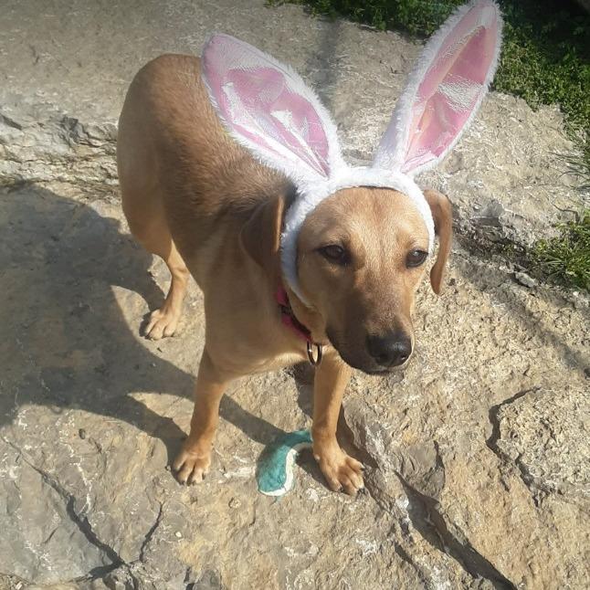 Enlarge Farrah, a Adoptable Hound in Gordonsville, TN image 2/6