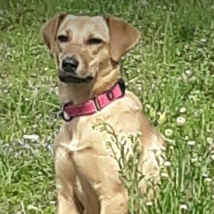 Enlarge Farrah, a Adoptable mixed breed in Gordonsville, TN image 2/6