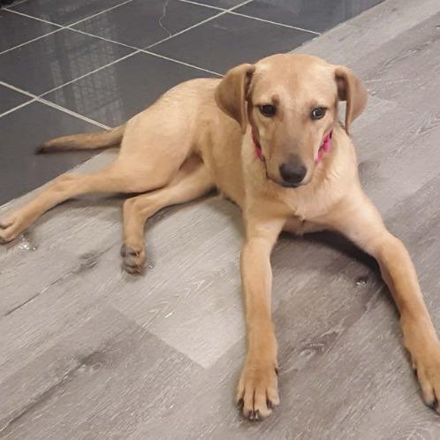 Enlarge Farrah, a Adoptable Hound in Gordonsville, TN image 3/6