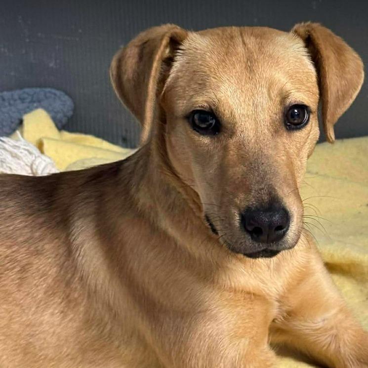 Enlarge Farrah, a Adoptable Hound in Gordonsville, TN image 4/6