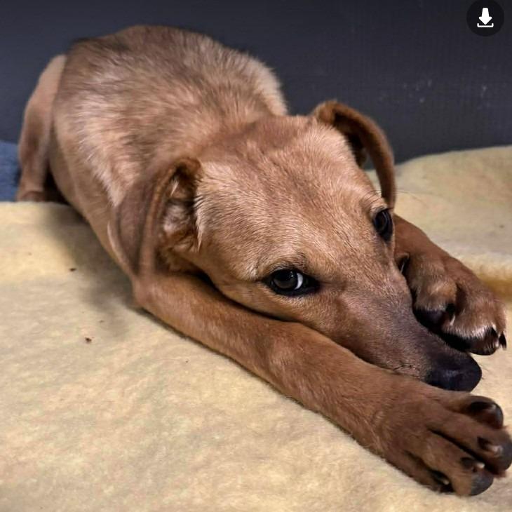 Enlarge Farrah, a Adoptable Hound in Gordonsville, TN image 5/6