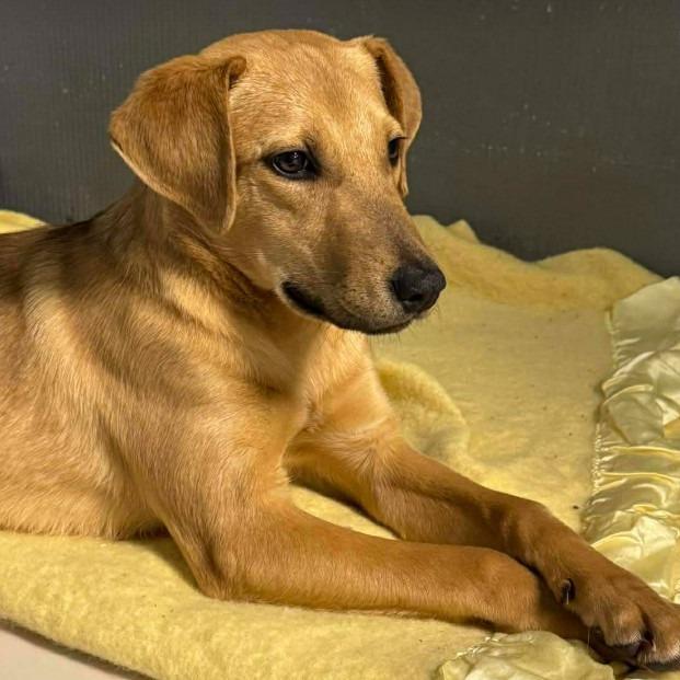 Enlarge Farrah, a Adoptable Hound in Gordonsville, TN image 6/6