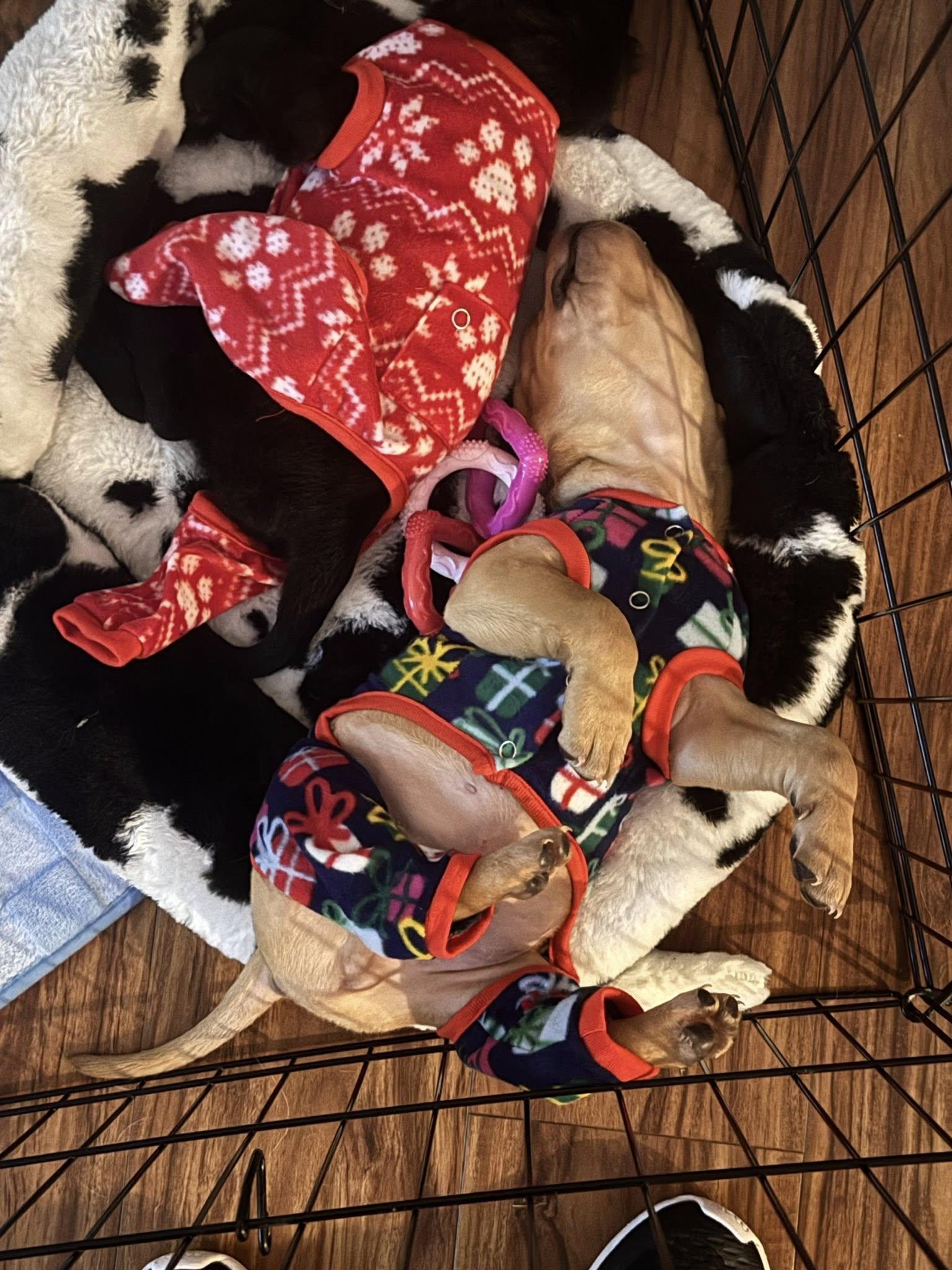 Baby Teddy , a ADOPTABLE mixed breed in Marlton, NJ image 3/4