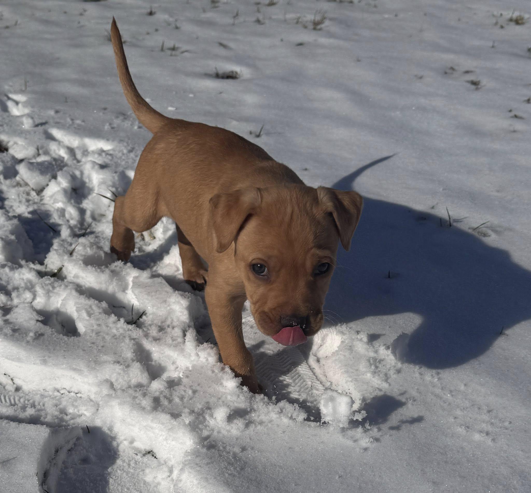 Baby Teddy , a ADOPTABLE mixed breed in Marlton, NJ image 2/4
