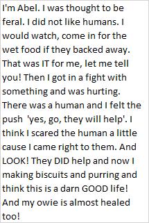 Enlarge Abel, a Adoptable Domestic Short Hair in Libby, MT image 2/2