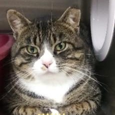 Abel, Adoptable, Adult Male Domestic Short Hair.