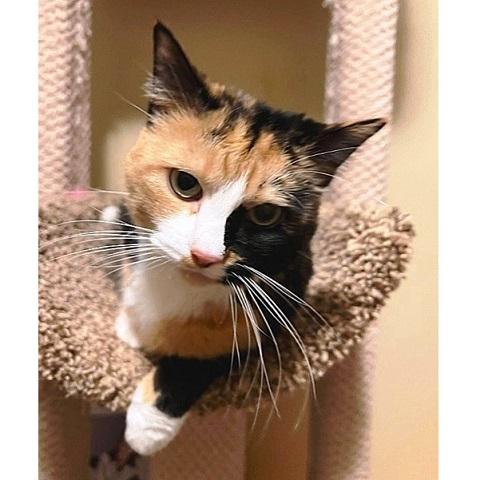 Enlarge Buttons, a ADOPTABLE Tortoiseshell in Salt Lake City, UT image 2/3
