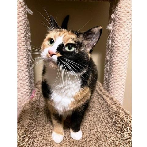 Enlarge Buttons, a ADOPTABLE Tortoiseshell in Salt Lake City, UT image 1/3