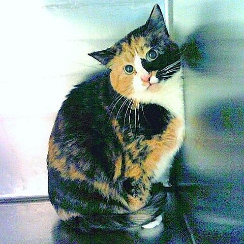 Enlarge Buttons, a ADOPTABLE Tortoiseshell in Salt Lake City, UT image 3/3