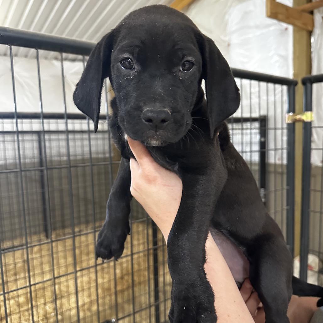 Snowman, Adoptable, Puppy Male Mixed Breed.