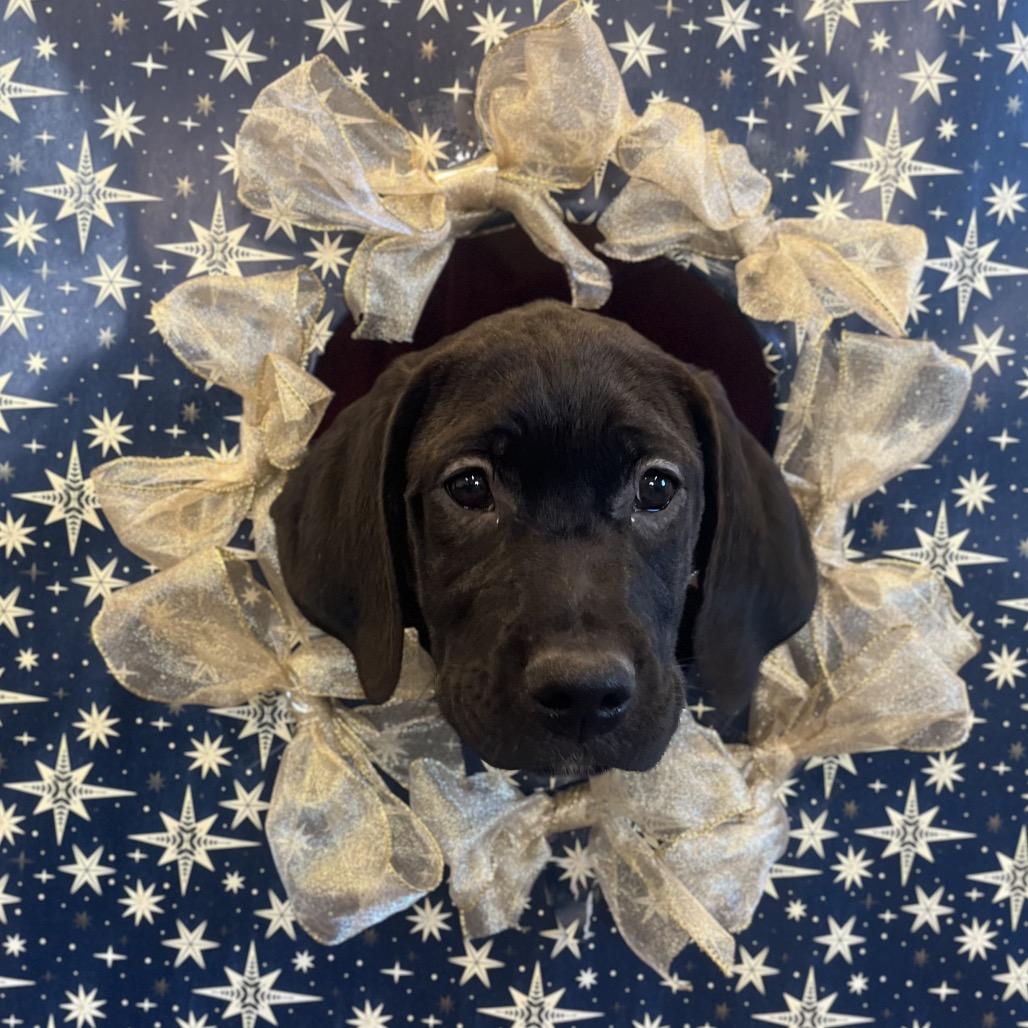 Enlarge Snowman, a Adoptable Mixed Breed in Hinsdale, IL image 2/5