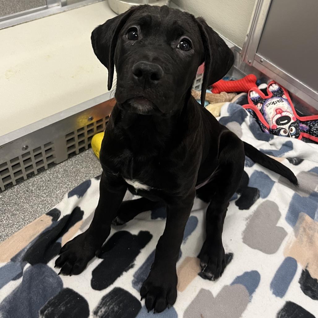 Enlarge Snowman, a Adoptable Mixed Breed in Hinsdale, IL image 3/5