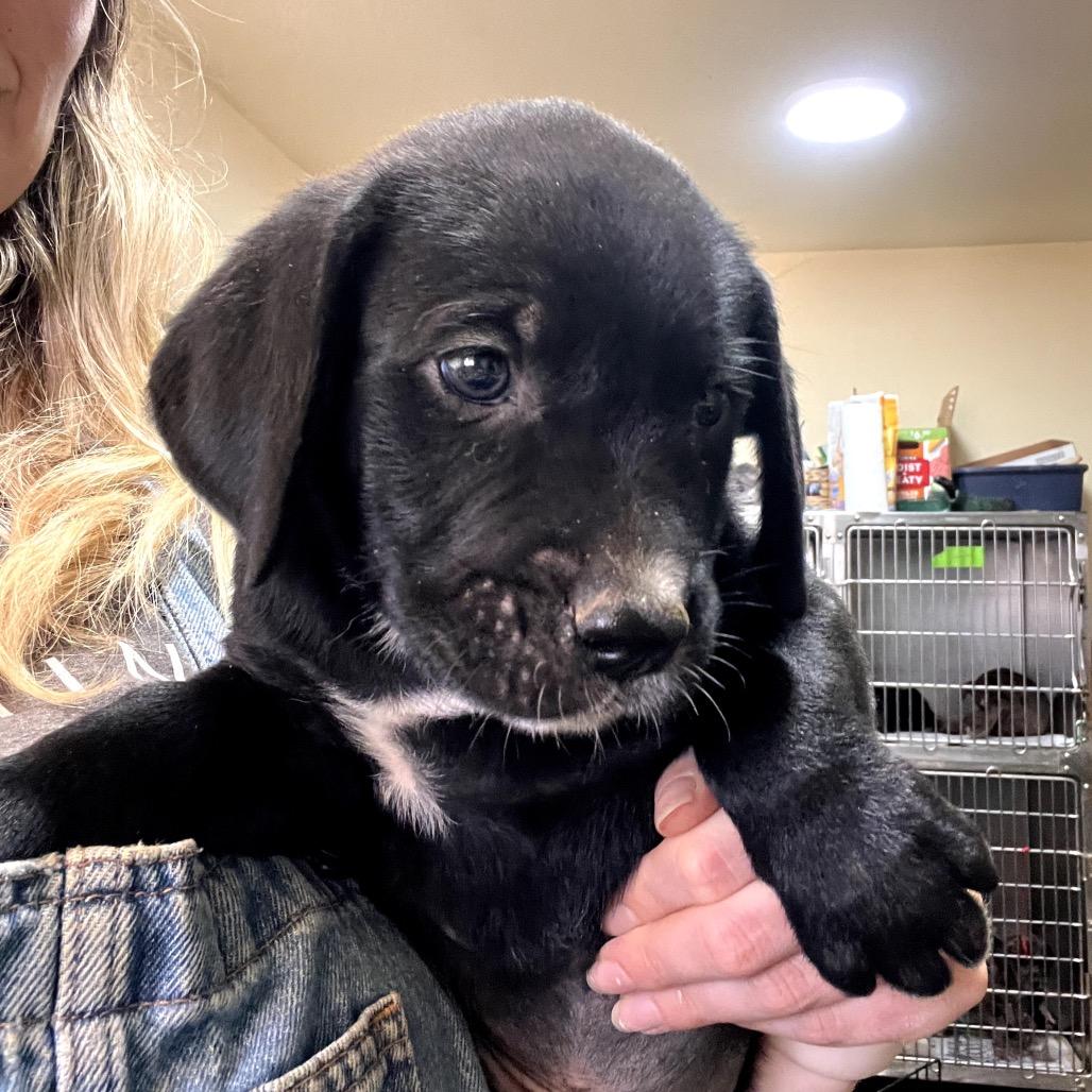 Enlarge Snowman, a Adoptable Mixed Breed in Hinsdale, IL image 4/5