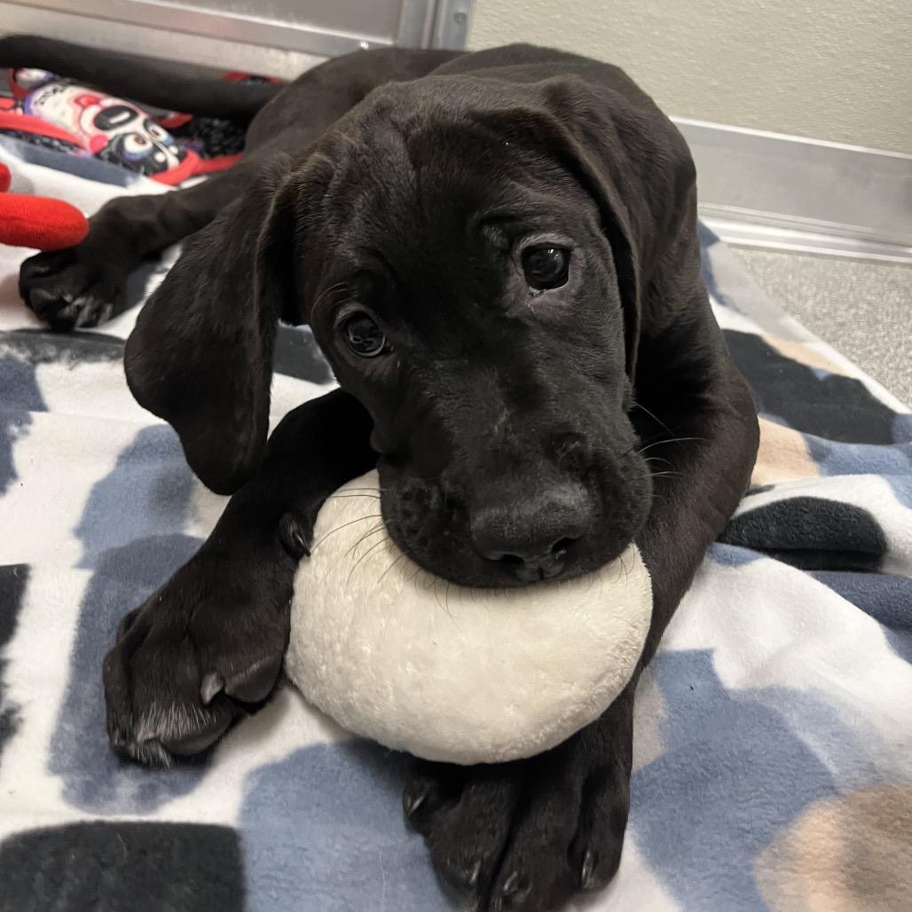 Enlarge Snowman, a Adoptable Mixed Breed in Hinsdale, IL image 5/5
