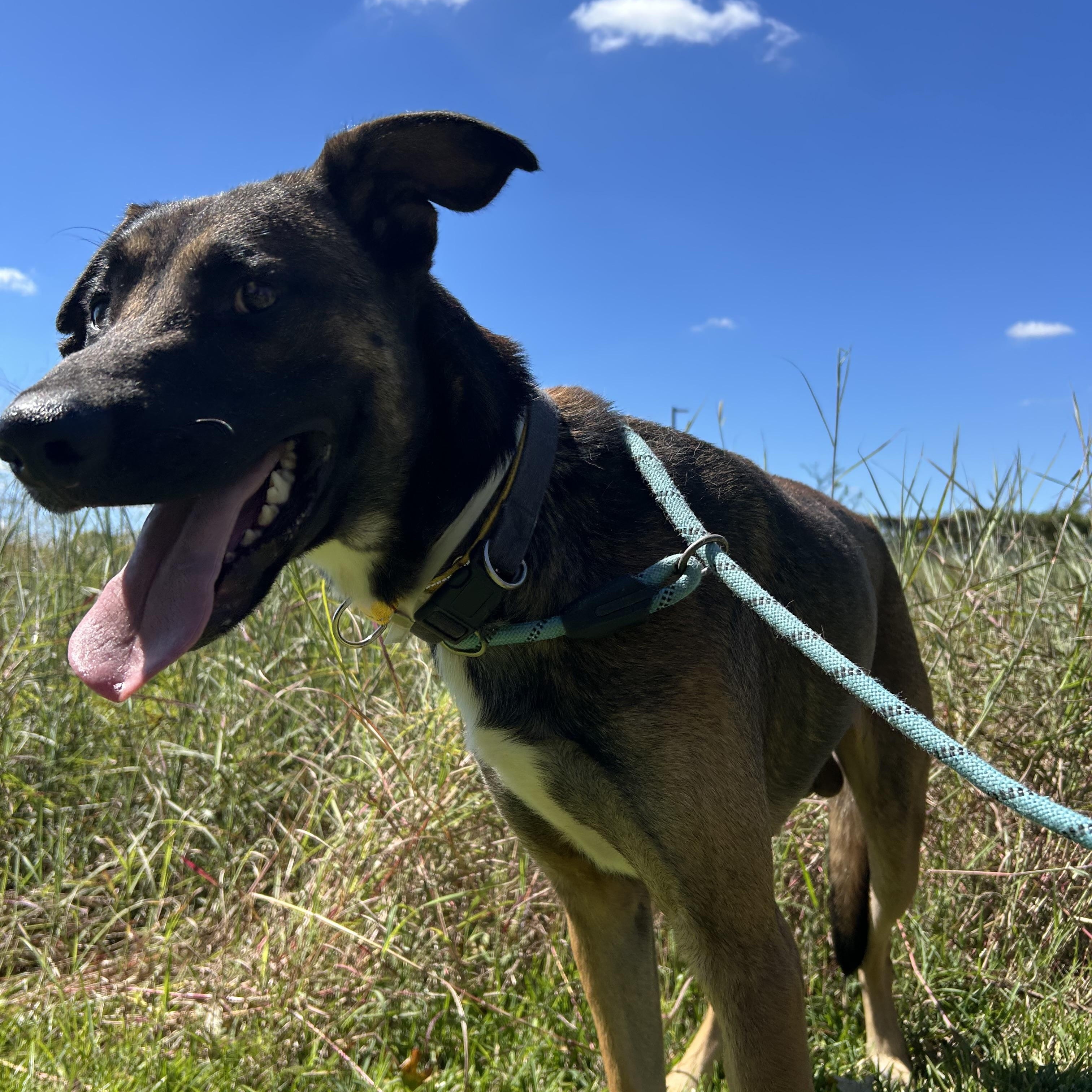 Enlarge Raider, a Adoptable mixed breed in Robbinsville, NJ image 5/5