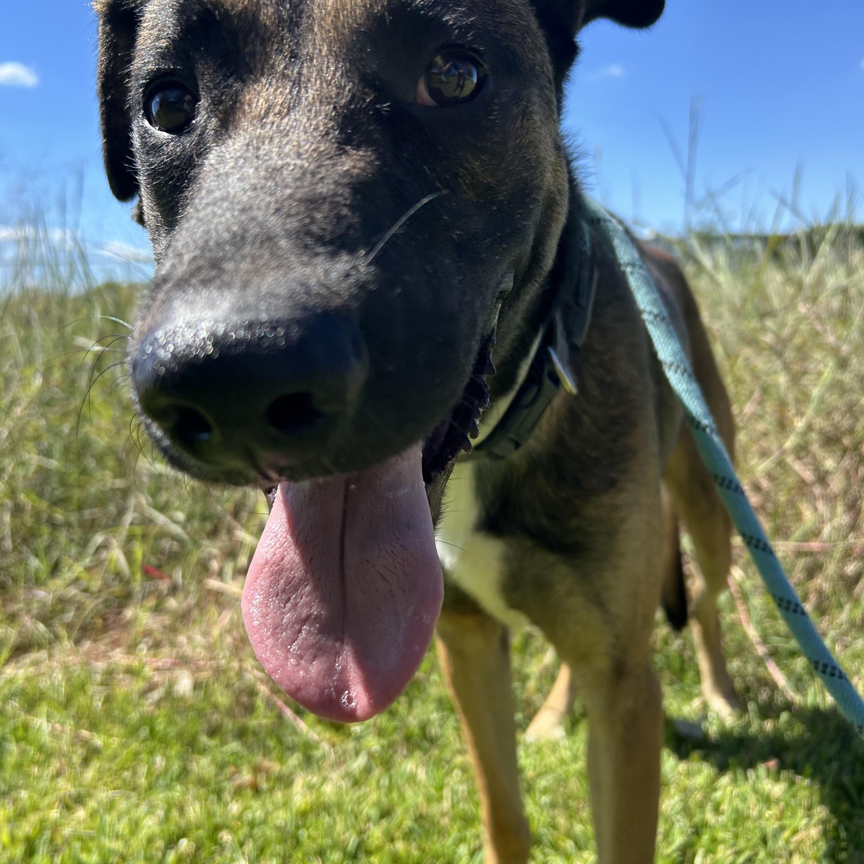 Enlarge Raider, a Adoptable mixed breed in Robbinsville, NJ image 2/5