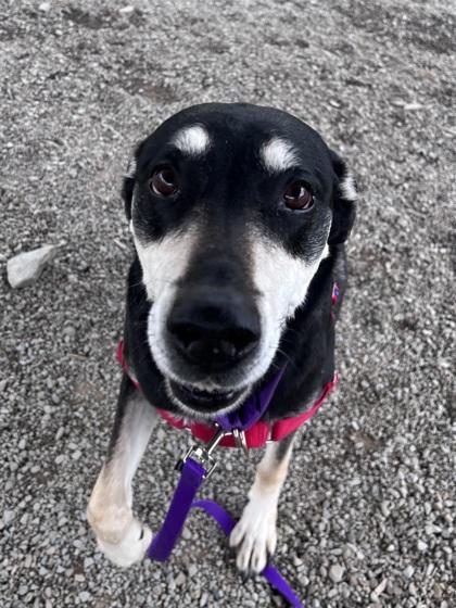 Enlarge Maxie, a Adoptable mixed breed in Elmira, NY image 1/3