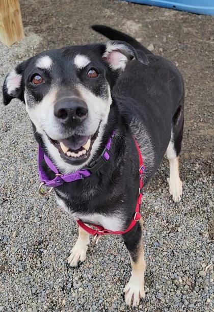 Enlarge Maxie, a Adoptable mixed breed in Elmira, NY image 2/3
