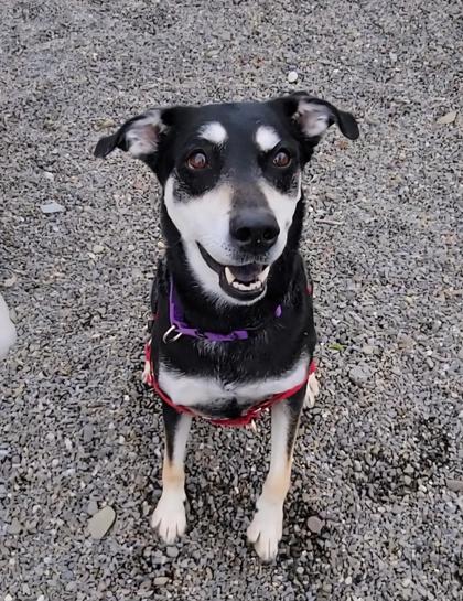 Enlarge Maxie, a Adoptable mixed breed in Elmira, NY image 3/3