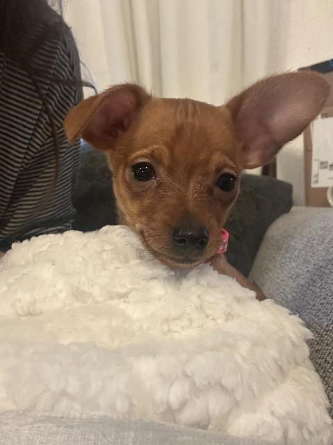 Enlarge JAMIE, a Adopted mixed breed in Wintersville, OH image 1/2