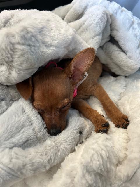 Enlarge JAMIE, a Adopted mixed breed in Wintersville, OH image 2/2