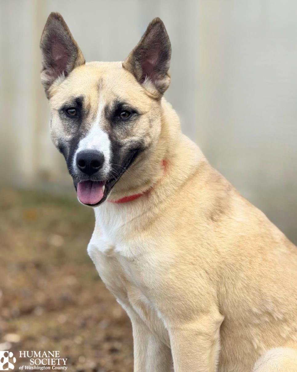 CAULIFLOWER, Adoptable, Young Female Siberian Husky & German Shepherd Dog.