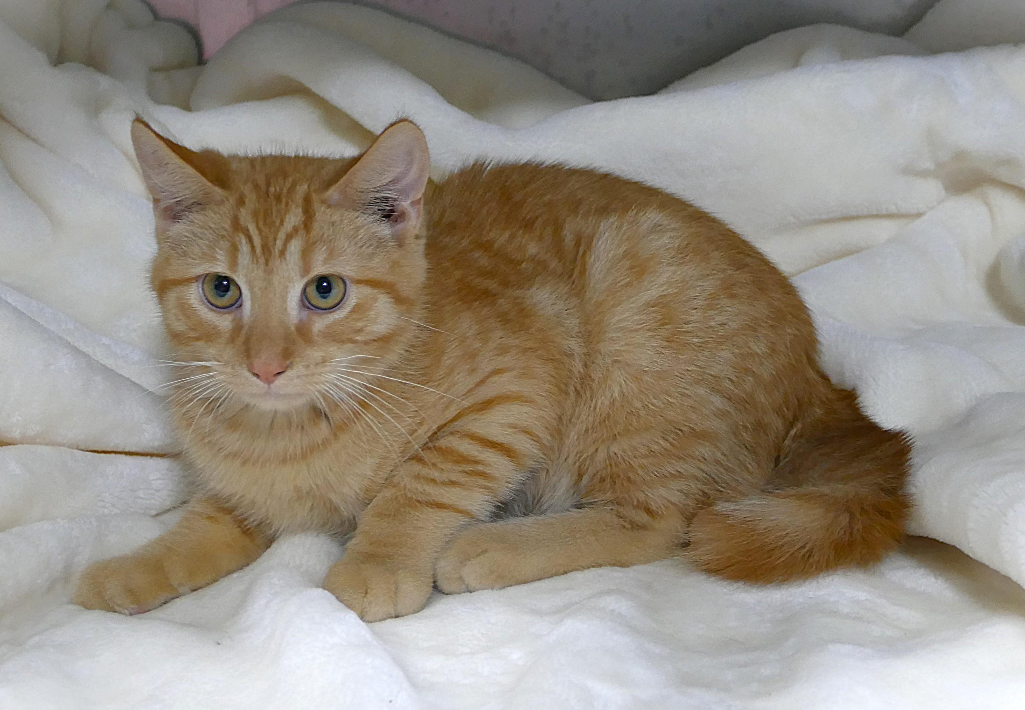 OPIE, a ADOPTABLE mixed breed in Beechbottom, WV image 1/3