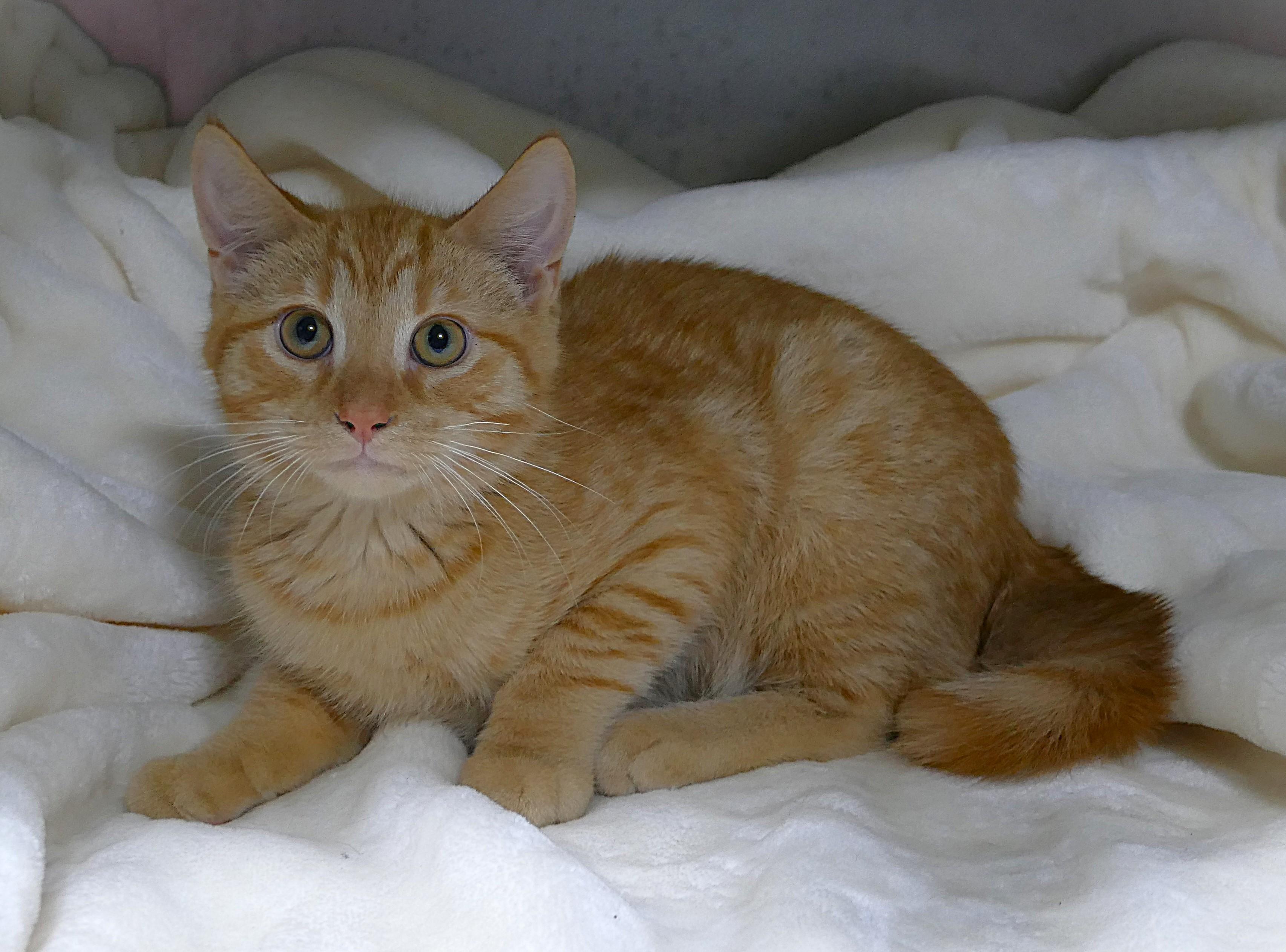OPIE, a ADOPTABLE mixed breed in Beechbottom, WV image 2/3